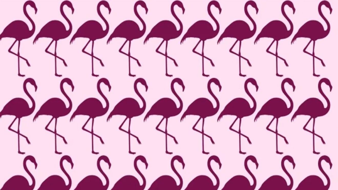 TEST IQ | Găsiți care pasăre flamingo este diferită de toate celelalte