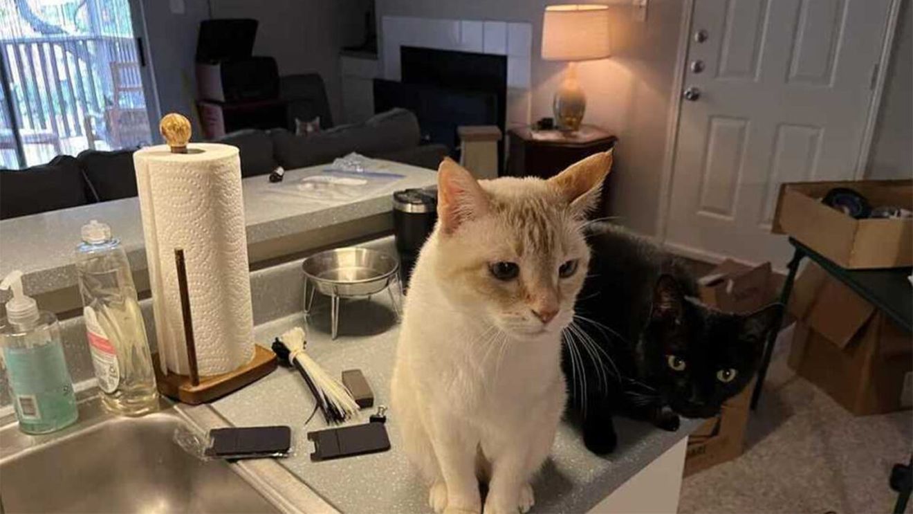 Iluzie optică virală | Unde este cea de-a treia pisică din această fotografie?