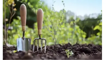 Ce legume poți sădi în luna mai în grădină! Merită să le plantezi în această perioadă