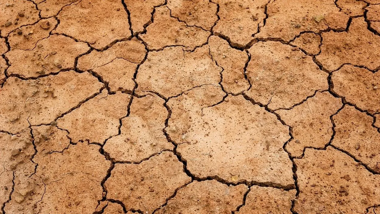Cel mai afectat județ din România de secetă. Aproape 18.000 de hectare de culturi agricole sunt distruse
