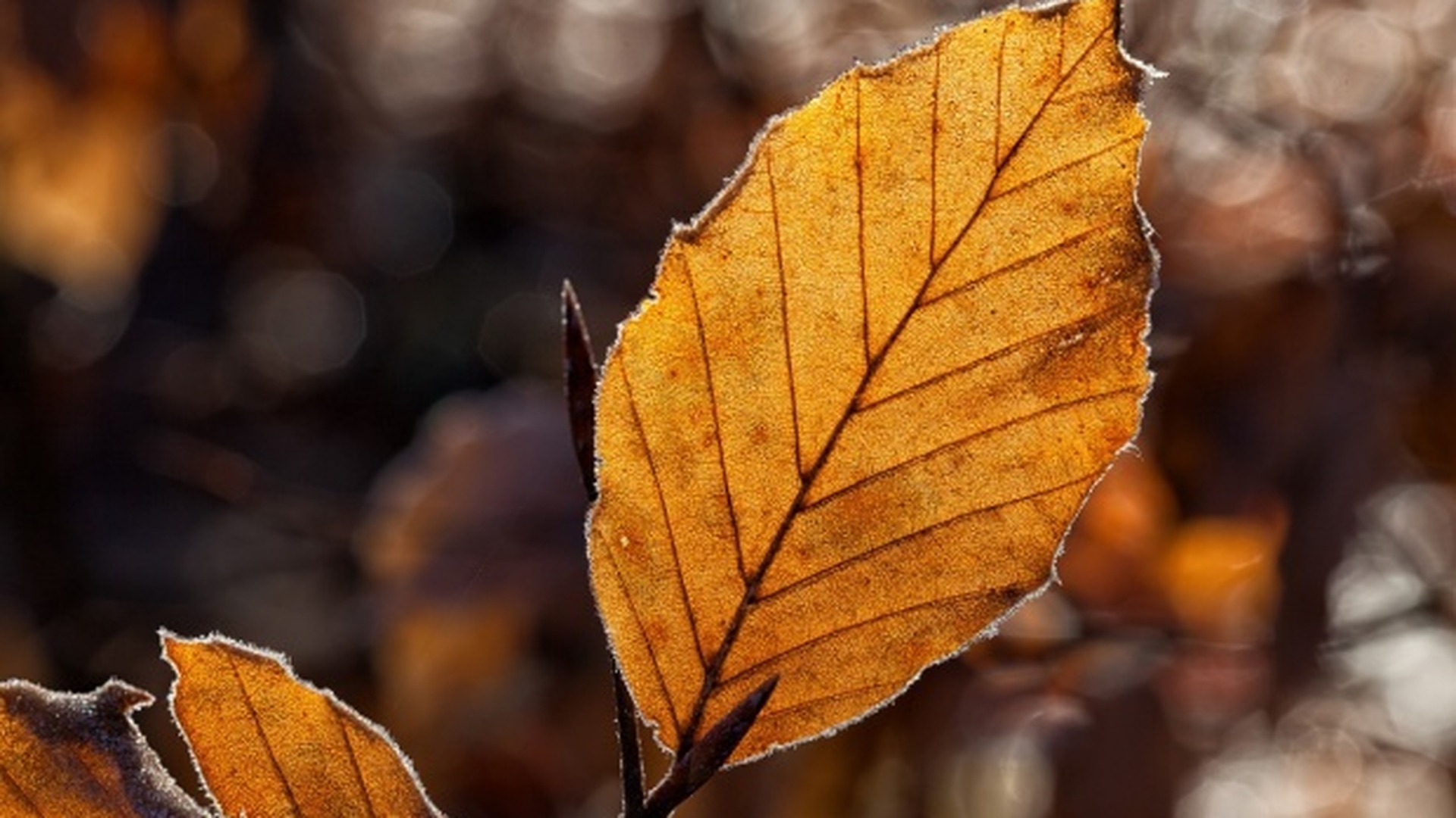 Meteo 26 septembrie. Prima brumă din această toamnă. Temperaturile scad