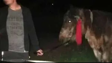 Hoțul ghinionist! A furat un cal din curtea unui bătrân, iar mai apoi a dat nas în nas cu polițiștii
