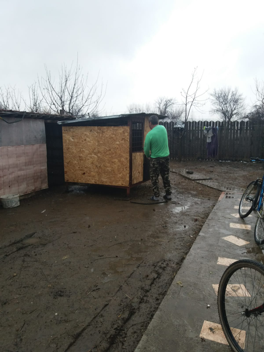 Sătenii se roagă ca porcii-santinelă să rămână sănătoși 45 de zile