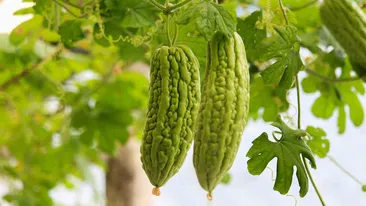 Ce este și cât costă castravele amar - leguma-minune considerată remediu pentru cancer