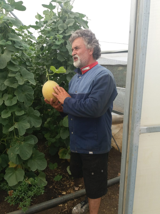 Marian Baronescu se mândrește cu pepenii săi cultivați vertical