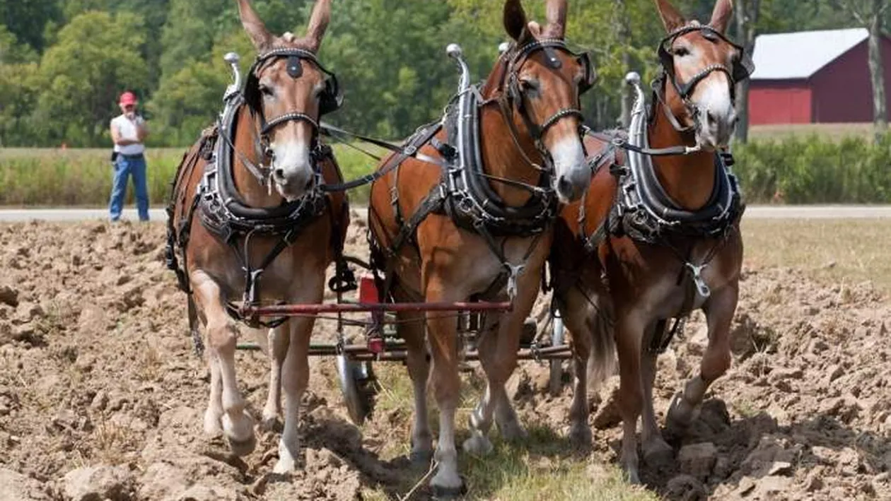 Moarte cruntă pentru o copilă de 12 ani. A fost lovită de un cal, în piept, în timp ce se afla la arat cu tatăl ei