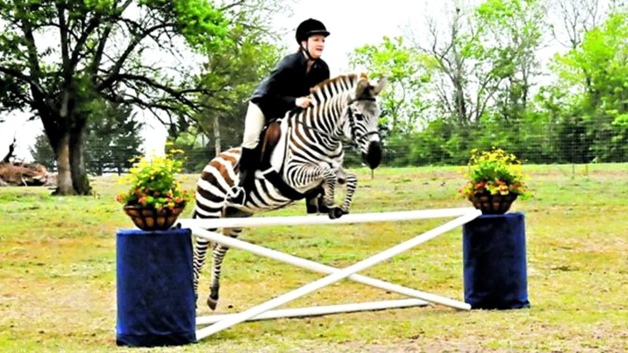 Zack, zebra care sare garduri in rand cu caii