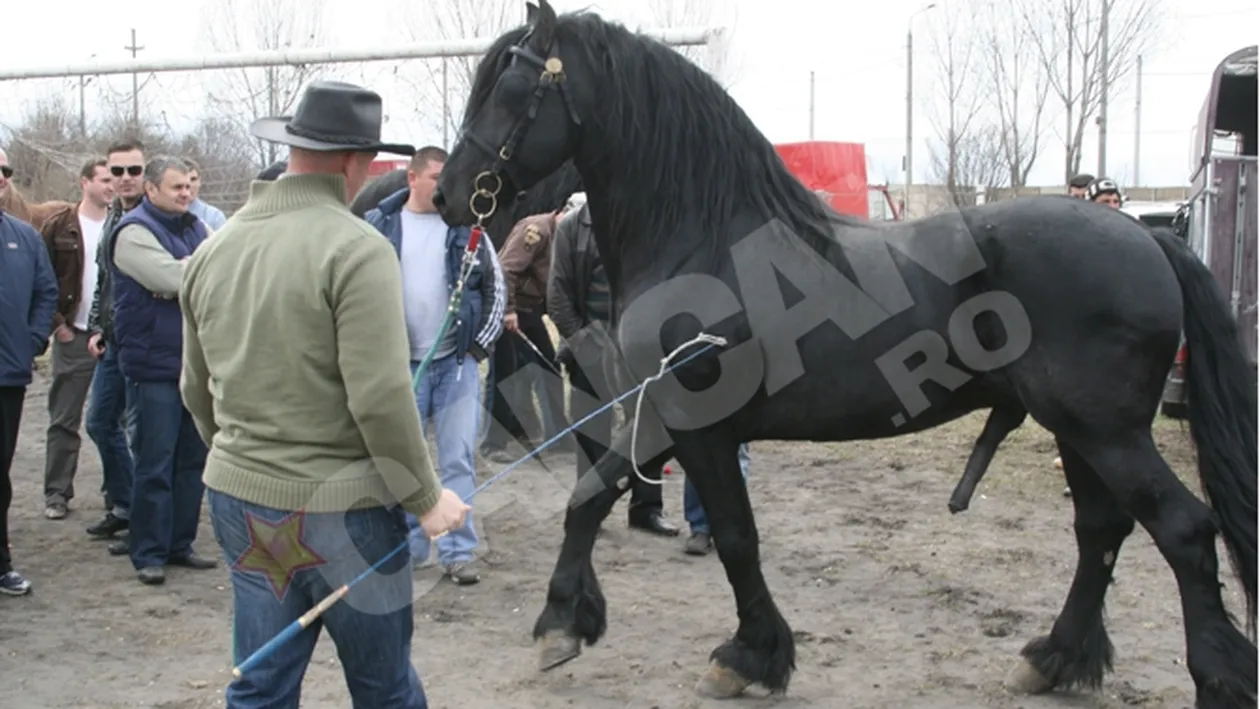 Expozitie de cai pe stadionul Vointa