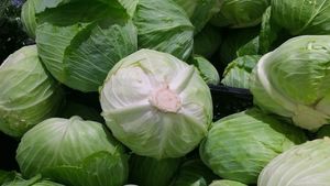 Cât a ajuns să coste 1 kg de varză la piață. Românii cu venituri mici își vor lua adio de la cea murată iarna asta