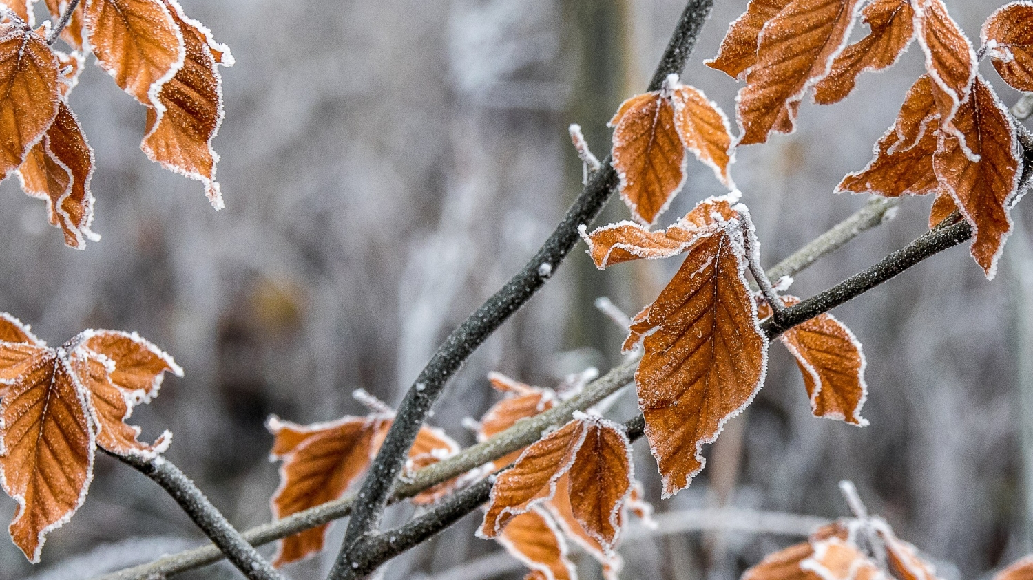 Prognoza meteo pentru joi, 18 decembrie 2025. Frigul pune stăpânire pe România