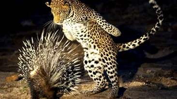 Of, cat esti de tepos!