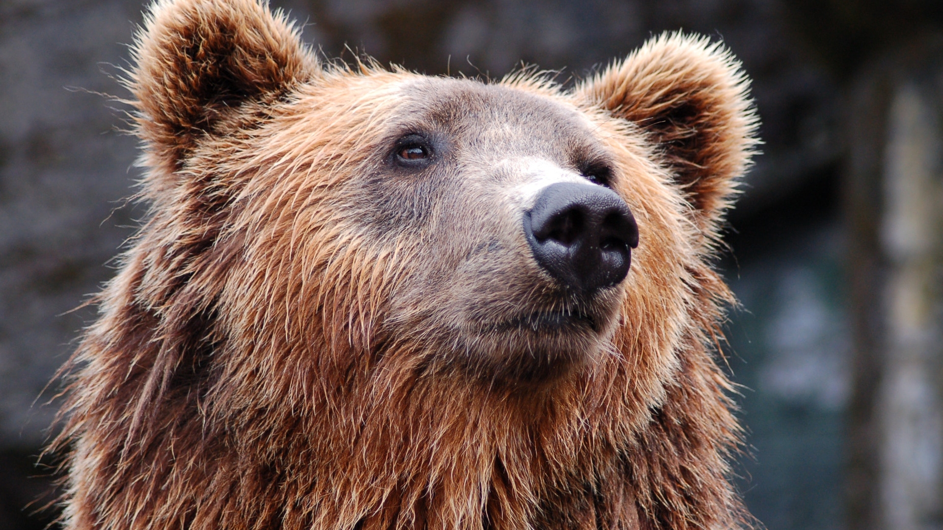 BANCUL ZILEI | Un ateu se plimba prin pădure