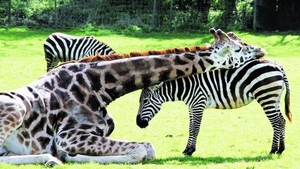 O girafa si o zebra, prietene la catarama