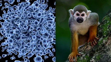 Cum se răspândește variola maimuței. Care sunt primele simptome