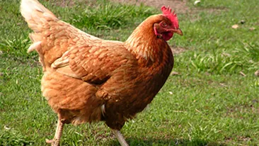 Caz şocant: un bărbat a fost prins întreţinând relaţii sexuale cu o găină!