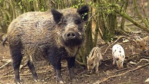 Panica pentru sute de familii cu copii! Porci mistreti intr-un cartier din Bucuresti!