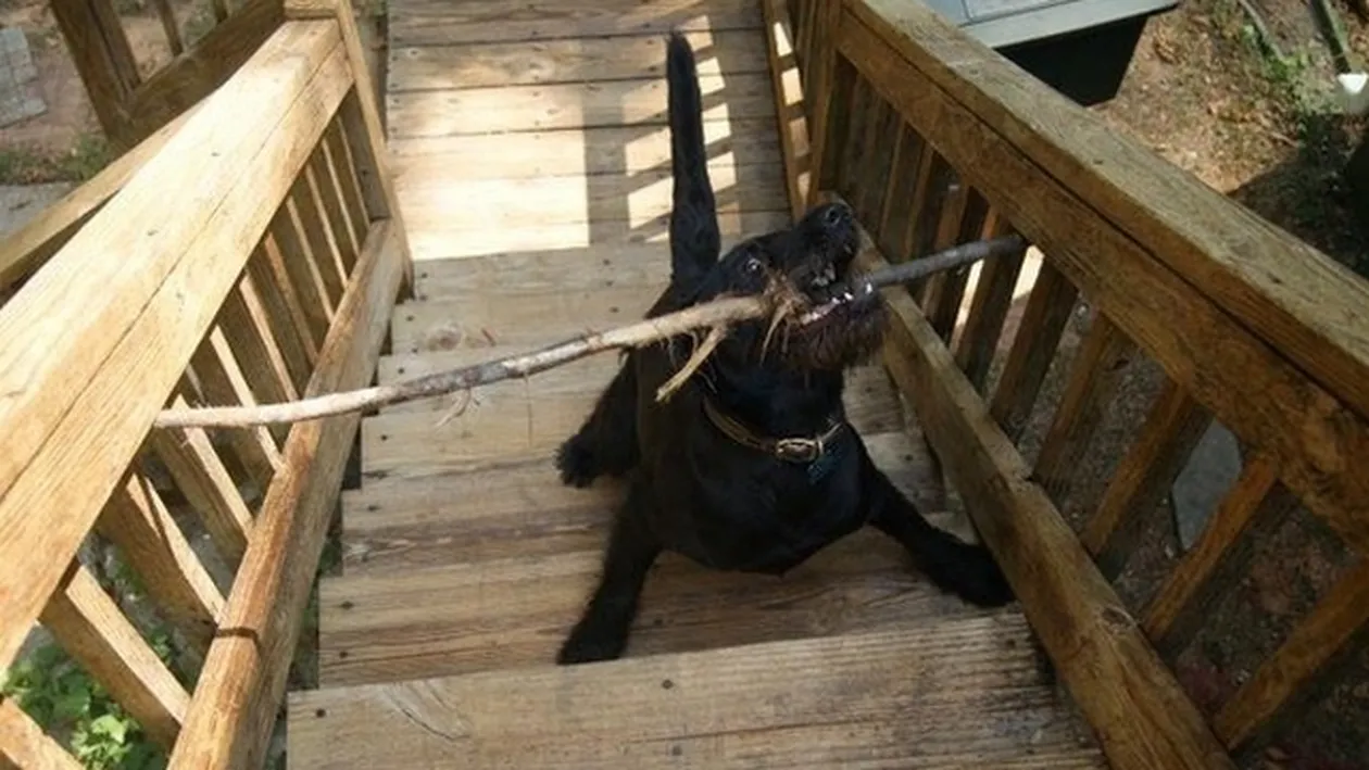 Cainii astia au ajuns VIRAL! Imaginile care te vor face să ii doresti acasa! Vei izbucni in imediat in hohote de ras!