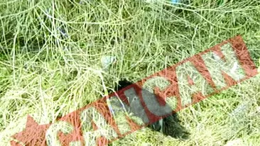 Lagar de exterminare a cainilor comunitari in Radauti