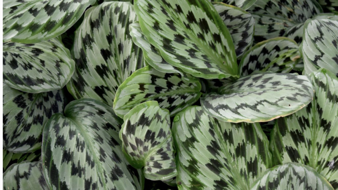 Planta care se roagă există și nu e scumpă deloc! Dar de ce se numește așa?