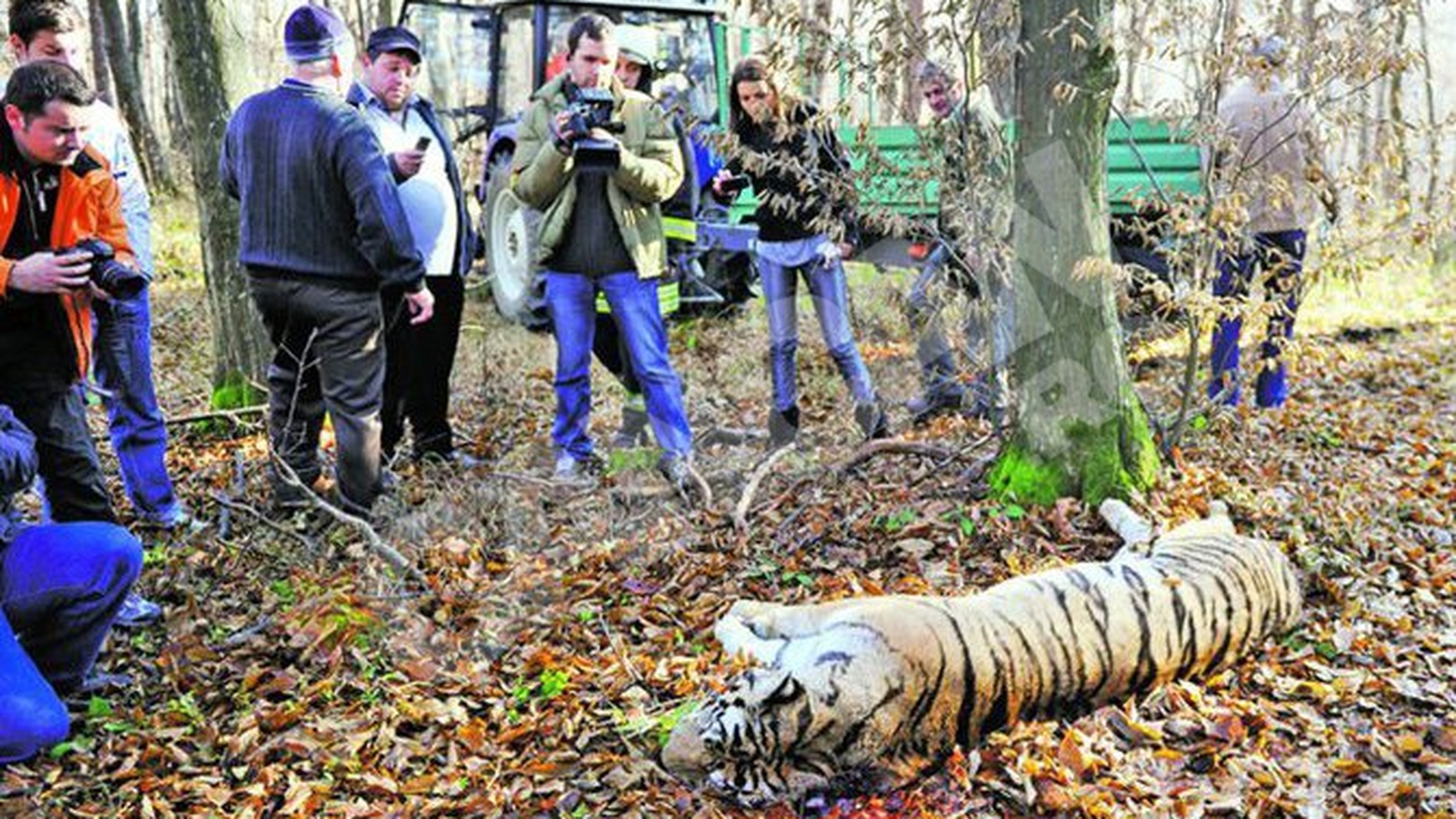 Animalul fugar a fostucis in padurea de langa Sibiu! Au pozat cadavrul tigroaicei, ca amintire