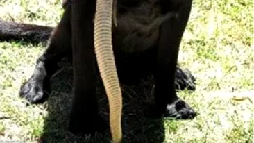 A vrut sa prinda un sarpe, dar i s-a incolacit pe bot