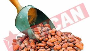 Boabele de cacao trateaza hipertensiunea arteriala