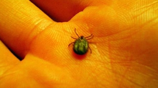 320 de persoane la spital intepate de capuse, in ultima luna; un copil- depistat cu boala Lyme