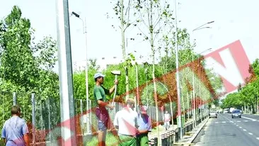 Bucurestiul s-a impadurit cu platani si stejari