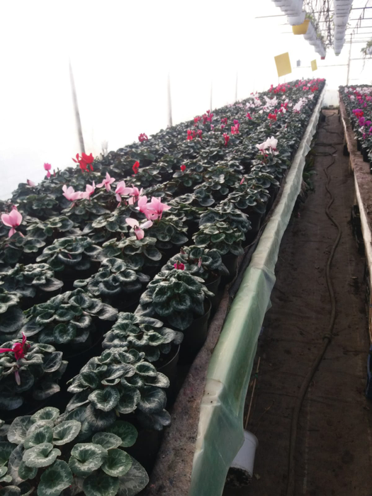 Florile de 1 și 8 Martie se pregătesc încă din toamnă