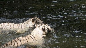 Alertă! Doi tigri au evadat din Grădină Zoologică și au sfâșiat un om