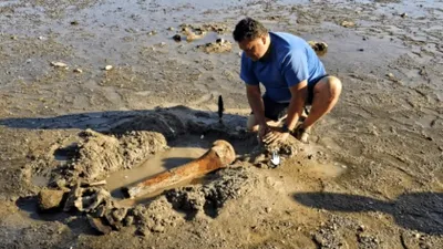 Seceta a scos din adâncurile Dunării o surpriză din Epoca de Gheață: oseminte care ar putea aparține unui mamut