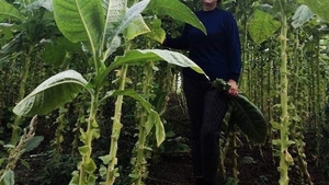 E producţie-record de tutun în Dolj: O olteancă a obținut 2000 de kilograme la hectar. Plantele depășesc lejer trei metri în înălțime