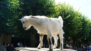 Doi români au tăiat o capră de Angora, care era gestantă! S-a întâmplat chiar în grădina zoologică din Berlin! În urmă cu trei săptămâni omorâseră o oaie!