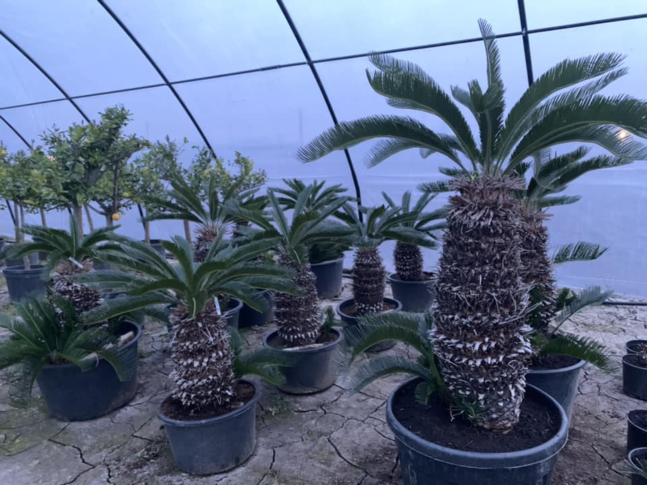 Plante cultivate de Florida și Mihai/ Sursa foto: Facebook
