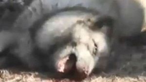 Monstruos! Iata cum sunt jupuite niste animale pentru cizme UGG