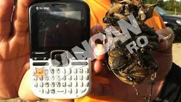 Asa gandac nu ai vrea sa vezi la tine in casa! E cat un telefon mobil si are un aspect dubios!