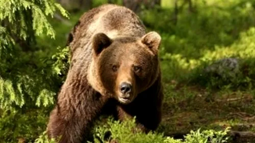 Alertă în Bușteni! Un turist a fost atacat de urs!