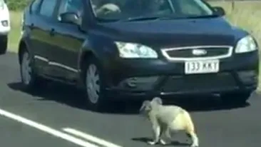 Motivul adorabil pentru traficul dificil din Australia? Un urs koala, desigur! 