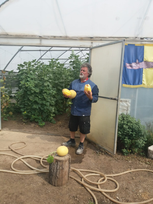 Marian Baronescu se mândrește cu pepenii săi cultivați vertical