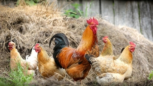 Este interzis prin lege! Orașul din România în care nu mai ai voie să crești animale