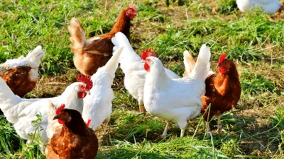 „Înghețata” pentru găini. Cum combat fermierii stresul termic la păsări