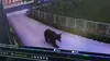 Alertă în Dâmbovița! Un urs s-a plimbat nestingherit pe străzile din localitatea Vulcana Băi