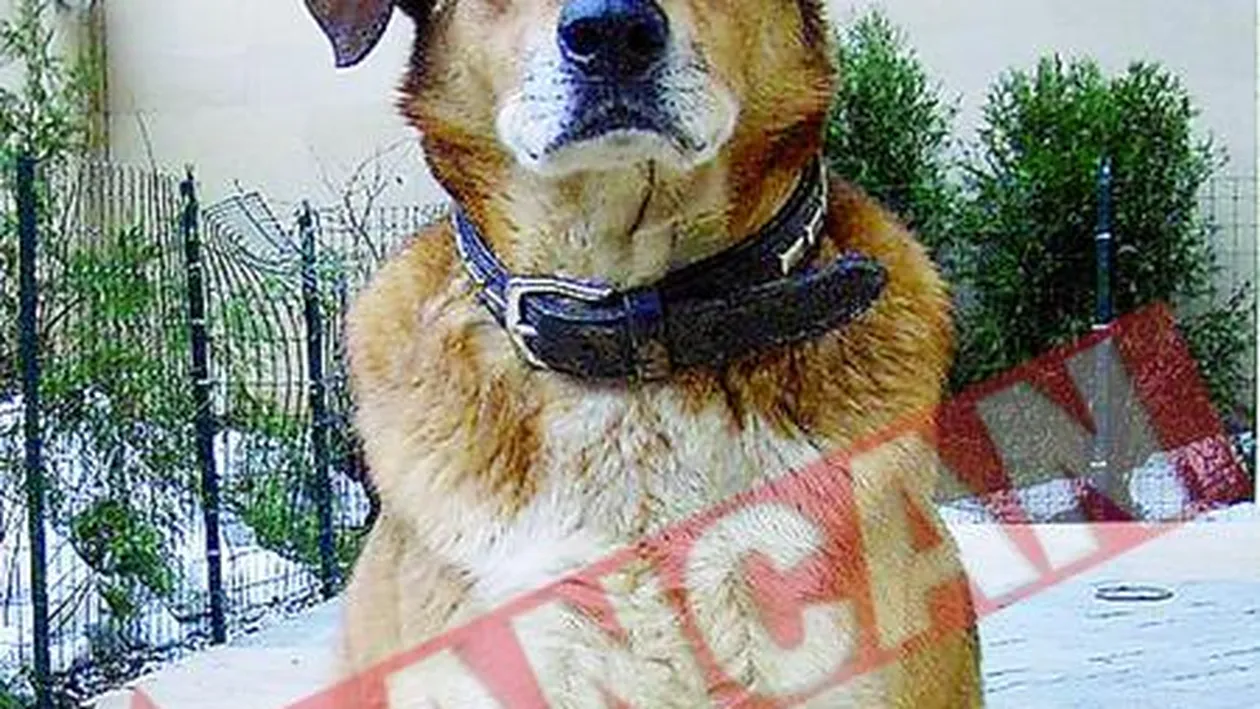 Nastase se apara de DNA cu un bodyguard maidanez