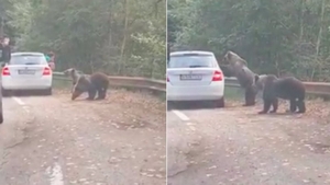 La un pas de tragedie! Un urs a sărit pe mașina unor turiști care voiau să-l fotografieze