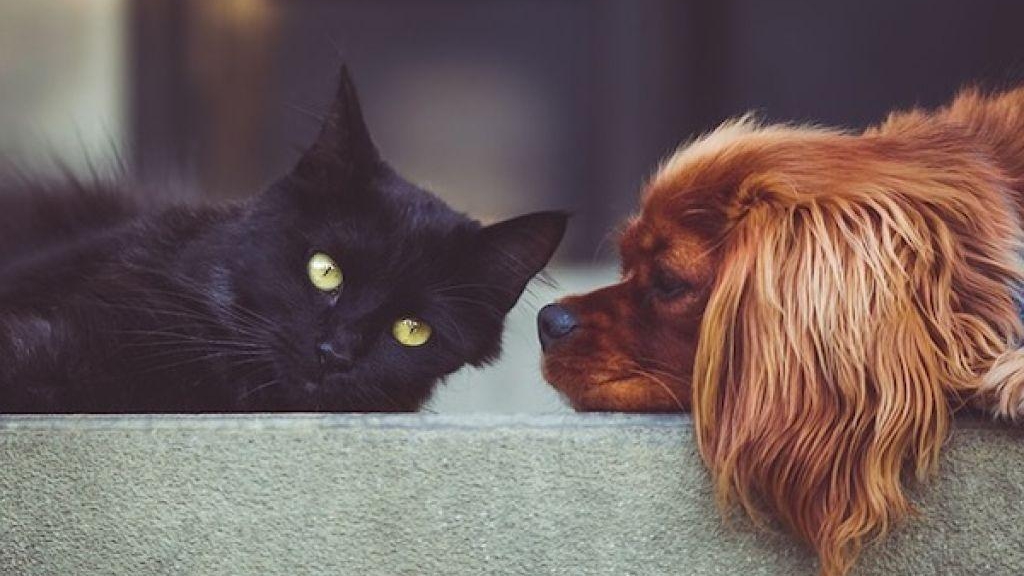 Bancul zilei | Pisica a băut benzină! Răspunsul veterinarului e genial