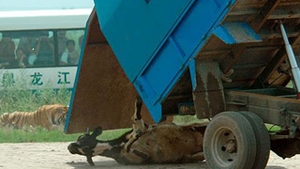 Un vitel este sfasiat de tigri la o gradina zoologica din China