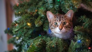 Ce idee genială a avut proprietara a 3 pisici, pentru a-și proteja bradul de Crăciun, de felinele ei. Imaginea a devenit virală