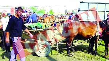 Cai vanduti la pretul unui cartus de tigari