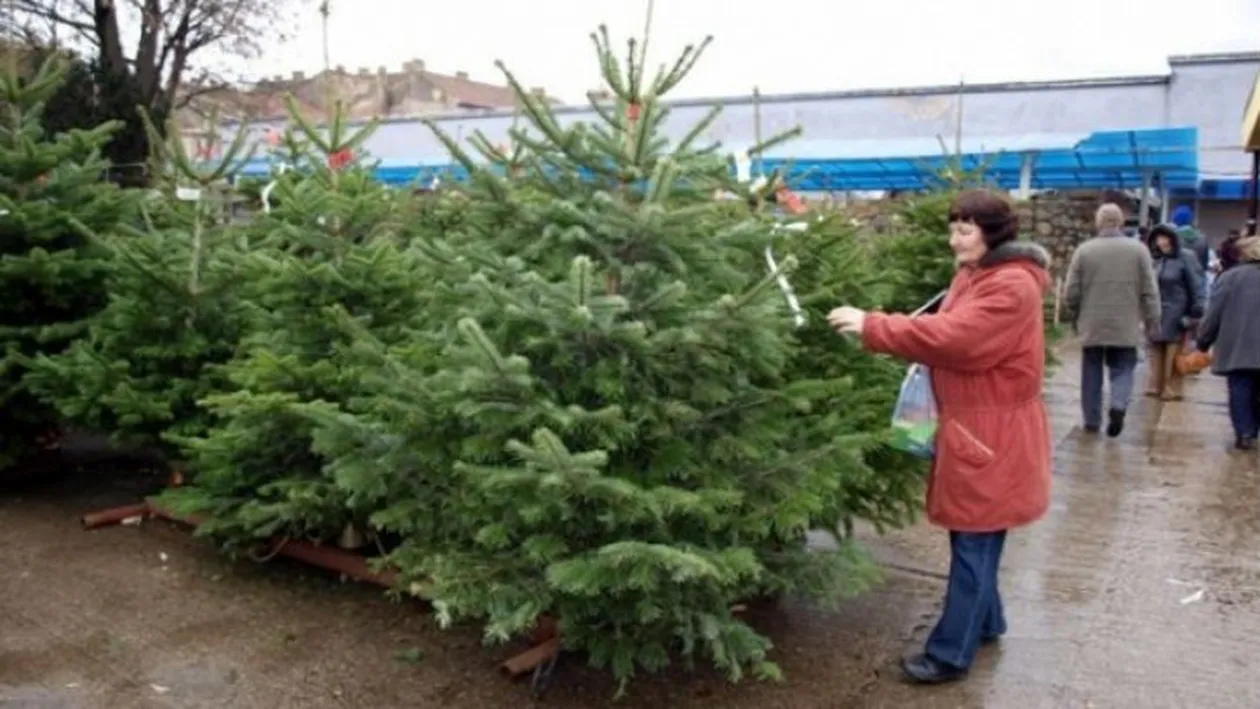 Cât costă un brad de Crăciun, în 2017!