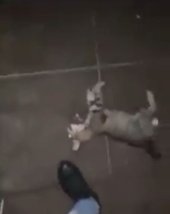 Un băiat de 16 ani a omorât o pisică, iar scenele traumatizante au fost filmate chiar de el. Felina a murit în chinuri groaznice într-un parc din Timișoara